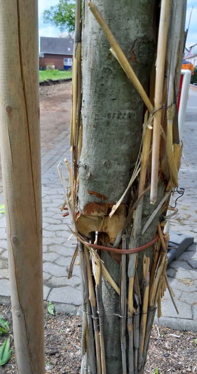 POL-WOB: Bäume angebohrt und abgesägt - 4.000 Euro Schaden