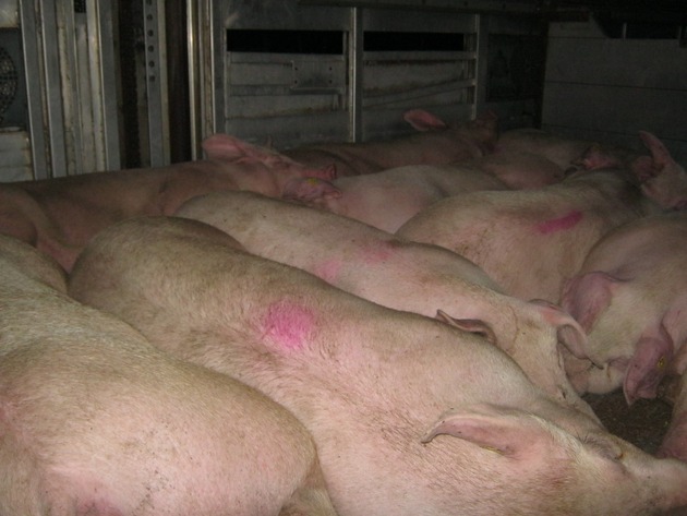 POL-WL: Wieder überladener Schweinetransport gestoppt