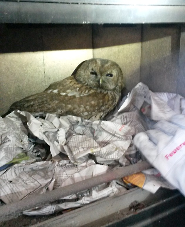 FW-E: Kauziger Vogel übernachtet im Kaminofen, unverletzt in die Freiheit entlassen