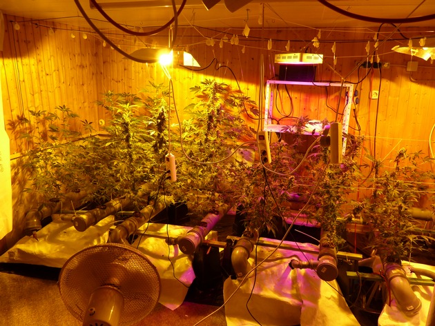 ZOLL-F: Professionelle Cannabis-Indoorplantage im Saarland entdeckt
