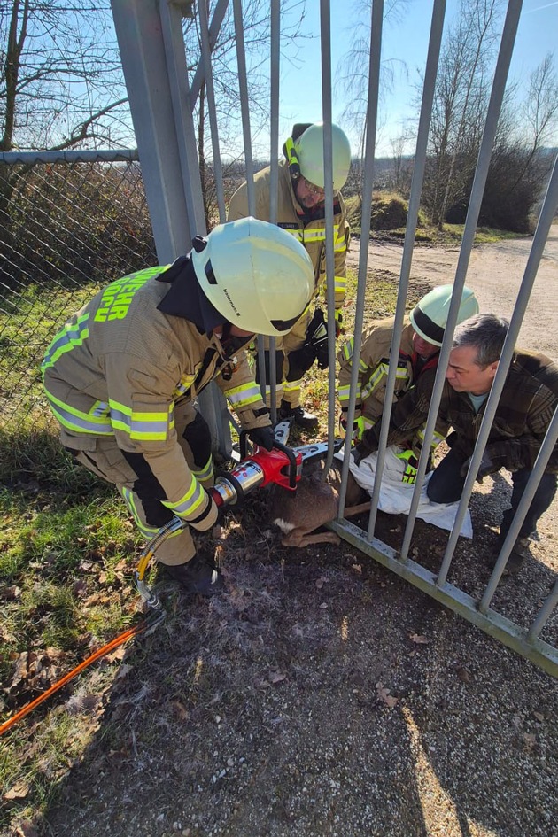 Feuerwehr Goch: Feuerwehr rettet Reh aus misslicher Lage