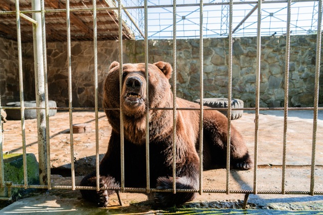 Ukraine: Bärenfamilie nach Jahren als Entertainer für Hotelgäste gerettet
