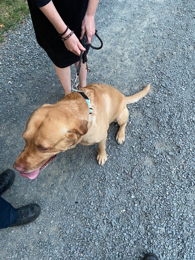 POL-PIKIR: Entlaufener Hund in Staudernheim