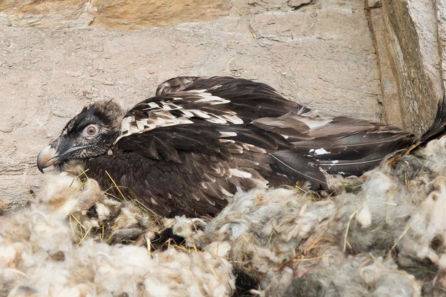 Seit über 20 Jahren wird der größte Greifvogel Europas, der Bartgeier, wieder in den Alpen angesiedelt - BILD