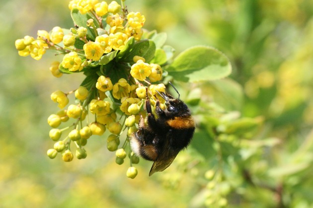 🌸 🐝 🏆 Deutschland summt!-Pflanzwettbewerb 2025 erfolgreich beendet