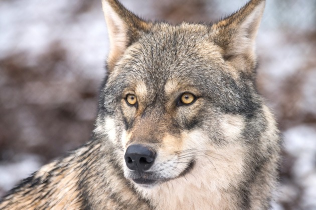 Faschingsferien im Wildparadies Tripsdrill