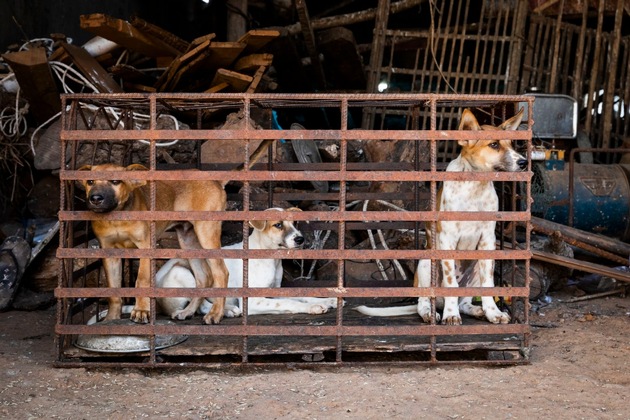 Hundefleisch-Festival findet trotz neuer Verordnung, die Hunde schützt, in China statt