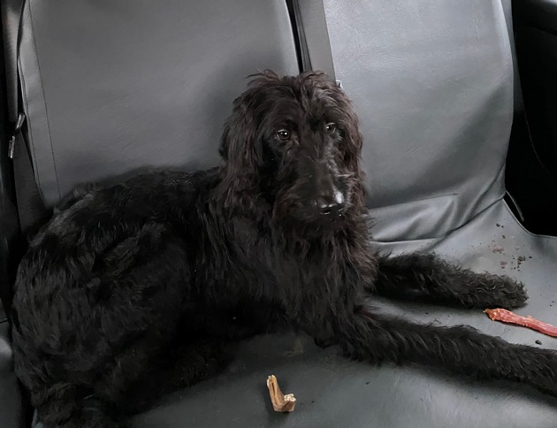 POL-FL: Medelby/Holt: Sieben Hunde aufgefunden - Hinweise erbeten