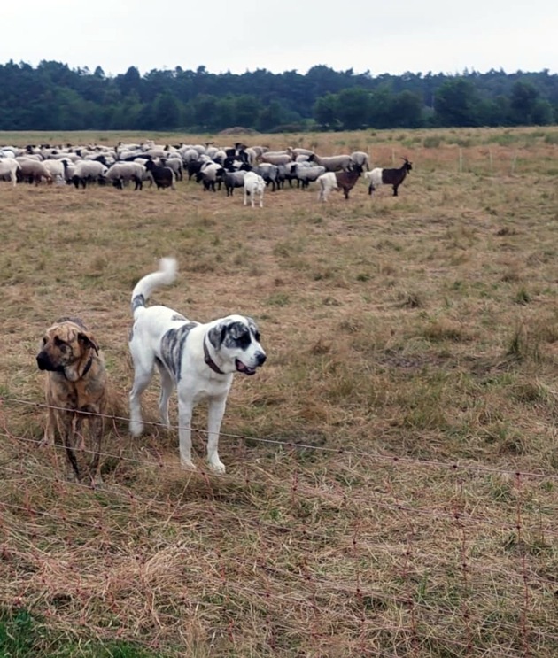 Herdenschutzhunde in den Cuxhavener Küstenheiden