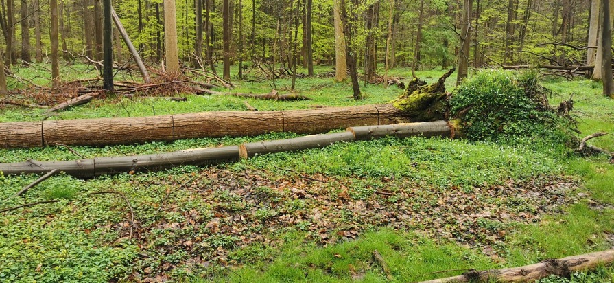 POL-SE: Kummerfeld - Erhebliche Mengen an Holz aus Naturwald unberechtigt entnommen - Polizei sucht Zeugen