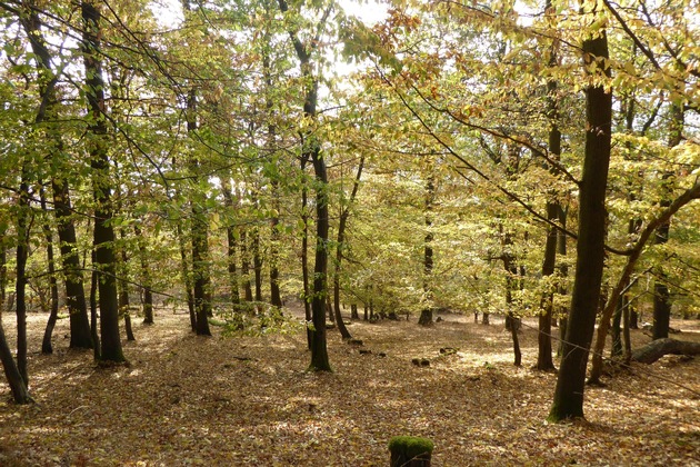 Nature-Studie: Klimawandel ver&auml;ndert Europas Pflanzenwelt je nach &Ouml;kosystem unterschiedlich