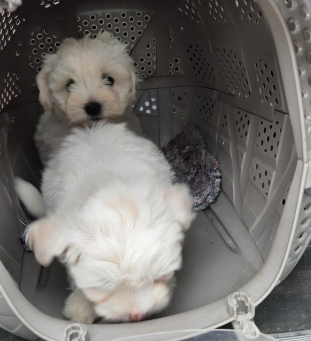 BPOLI C: Bundespolizisten unterbinden mutmaßlichen Handel mit Hundewelpen