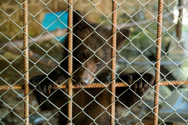 En Ukraine, QUATRE PATTES sauve une famille d’ours
