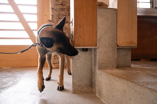 Sicherheitsfirma hensec hat Wanzen-Spürhunde im Einsatz
