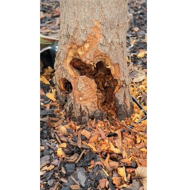 POL-OS: Bad Laer: Kuriose Sachbeschädigung an Verkehrsinselbaum - Zeugen gesucht