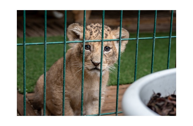 Grosskatzen mit Camembert und Schlagrahm gefüttert: Behörden beschlagnahmen 14 Löwen und Tiger von Fake-Tierschutzzentrum bei Paris