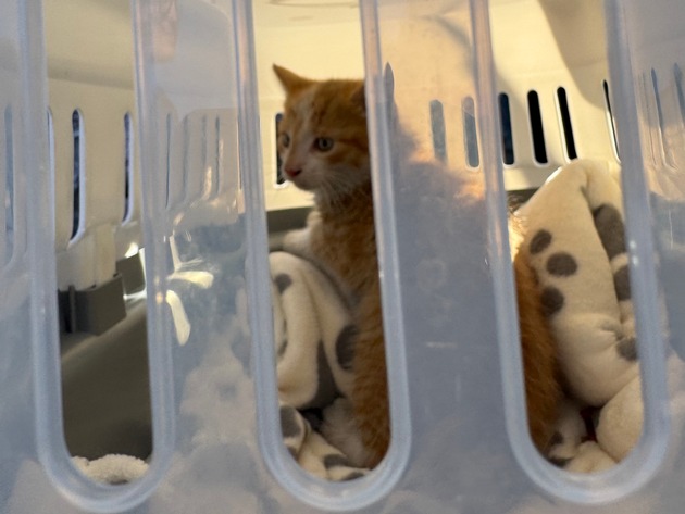 FW-AUR: Katze aus Motorraum befreit