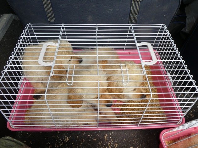 HZA-UL: Illegaler Tiertransport/Hundewelpen in Kaninchenboxen
