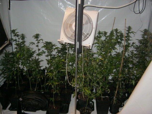 POL-DO: Festnahme eines auf Cannabis spezialisierten Hobbygärtners - Cannabisplantage in Wohnung gefunden