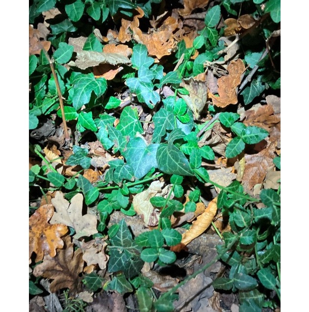 POL-OS: Osnabrück/Innenstadt - Folgekontrollen im Schlossgarten: Polizei setzt Maßnahmen gegen Drogenhandel fort