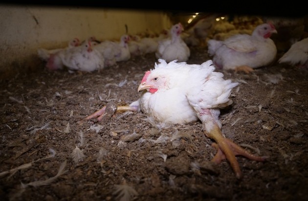 Albert Schweitzer Stiftung für unsere Mitwelt: Lidl-Fleischskandal: Hühner bei Lidl-Lieferant in Österreich brutal mit Traktor überfahren, doch Qualzucht bleibt Hauptproblem