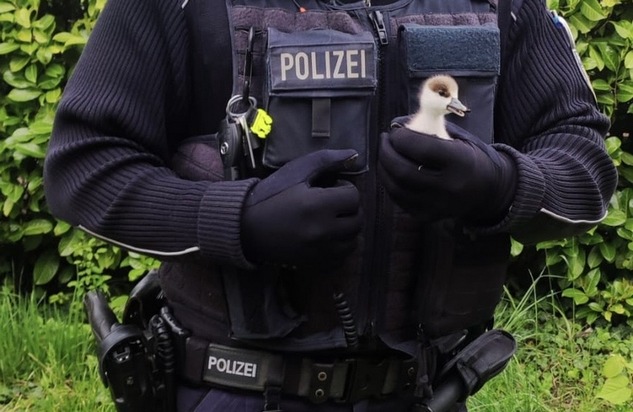 BPOLI-WEIL: Gänsefamilie unerlaubt im Gleisbereich