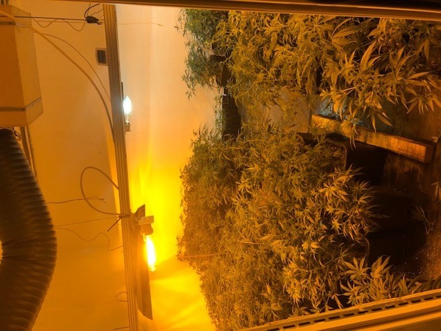 POL-PDLD: Cannabis in Indoorplantagen angebaut -Tatverdächtige in Haft