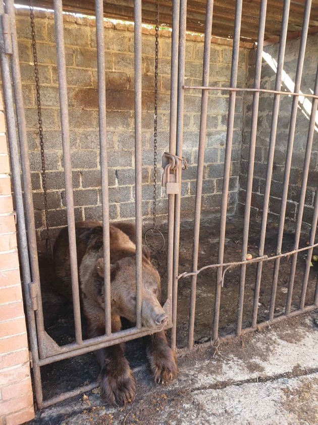 Un sauvetage d’urgence en Ukraine : un ours avait été abandonné dans son enclos endommagé