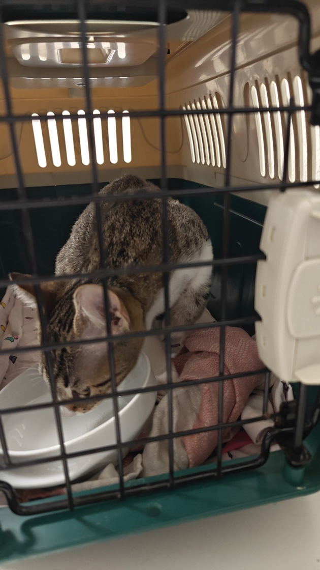 POL-OG: Rettungsaktion einer Katze - Mit guten Nachrichten ins Wochenende