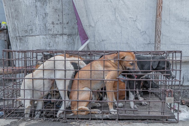 Jakarta interdit le commerce de viande de chien et de chat
