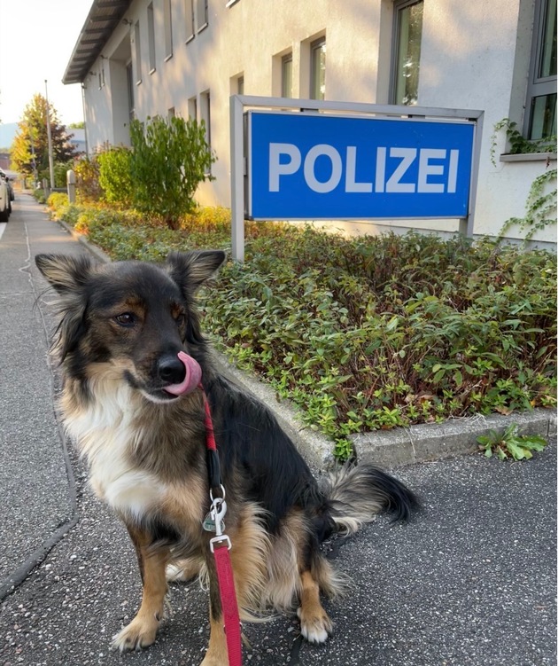 POL-OG: Kuppenheim, Oberndorf - Entlaufener Hund mit Besitzern wiedervereint - Mit guten Nachrichten ins Wochenende