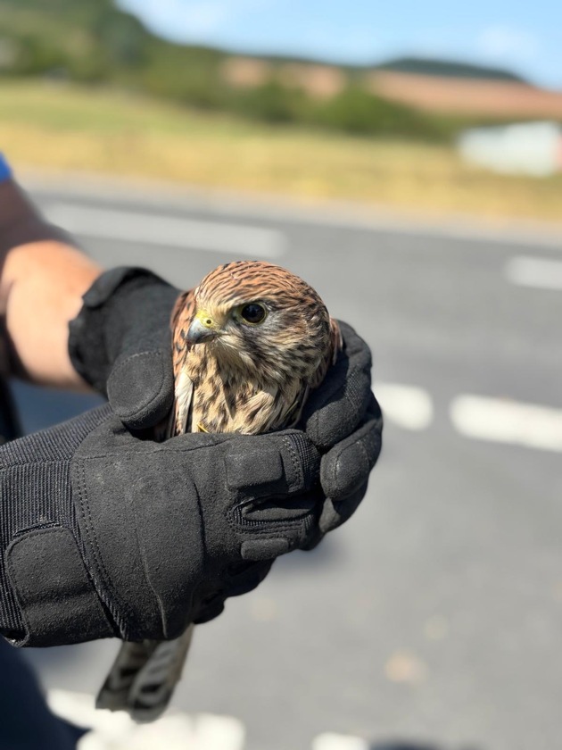 POL-OF: Mit Herz und Handschuh: Polizei rettet verletzten Greifvogel