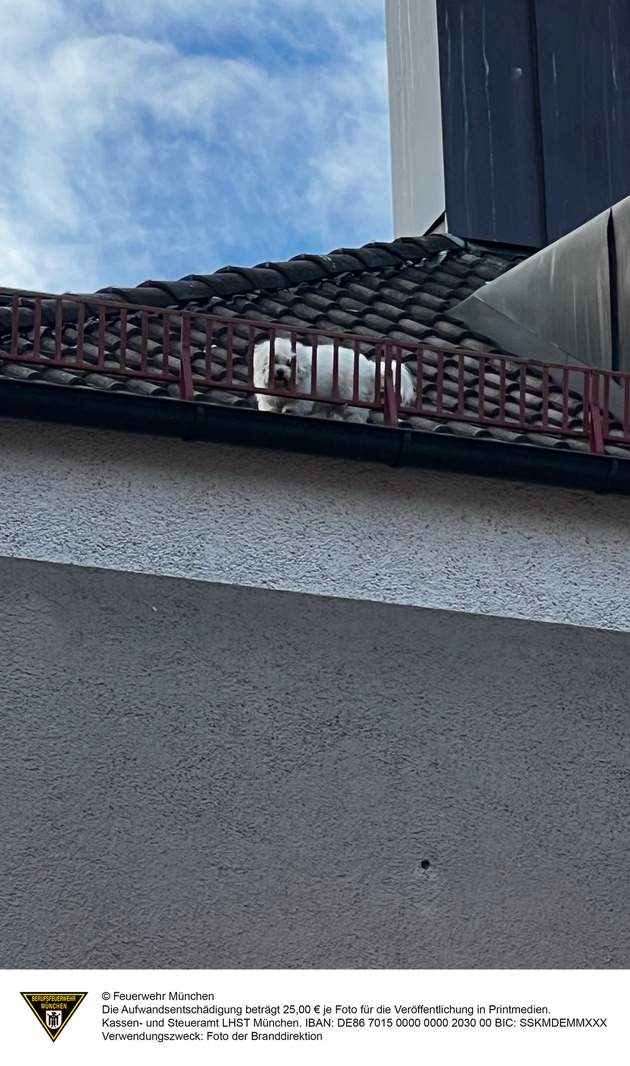 FW-M: Hund auf dem Dach (Milbertshofen)