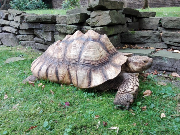 FW-D: Feuerwehr Düsseldorf fängt Riesenschildkröte ein