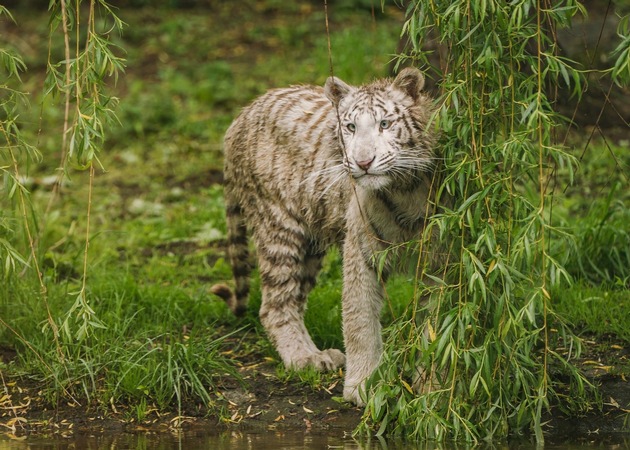 VIER PFOTEN am Welt-Tiger-Tag: Weisse Tiger sind besonders gefährdet