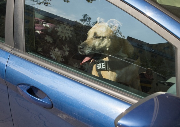 Danger mortel en été: ne laissez jamais votre chien seul dans la voiture