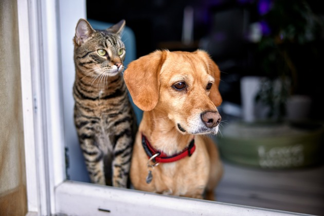 „Mein Heimtier ist allein zu Hause” – Vorsorge für den Notfall