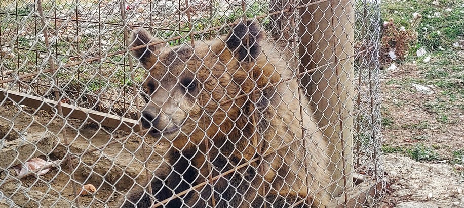 Albanien: Der kommerzielle Wildtierhandel ist weiterhin ausser Kontrolle