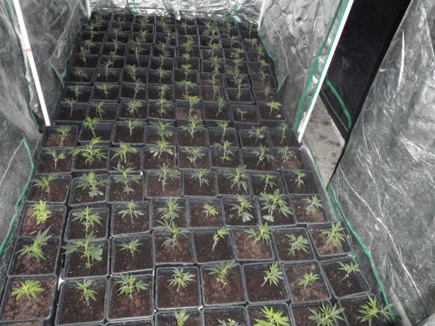 POL-D: Cannabisplantage in Pempelfort entdeckt