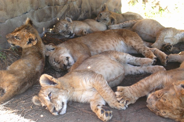 Saisonstart in Südafrika: Streichelfarmen sind Teil der Löwenindustrie