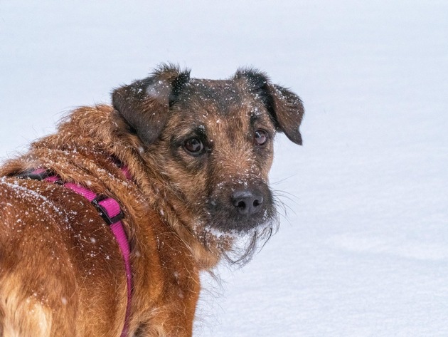 Wintervorbereitung für Haustiere