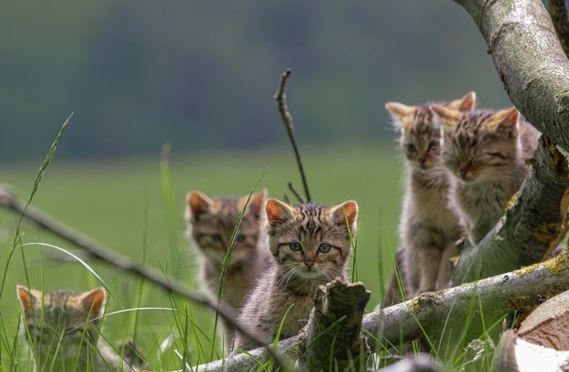 BUND: BUND: Europäische Wildkatzen bei forstlichen Arbeiten besser schützen / Umweltverband ruft dazu auf, Waldbewirtschaftung mit Wildkatzenschutz zu verbinden