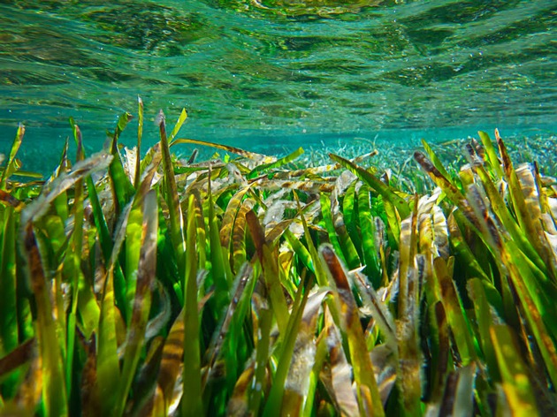 Posidonia – das grüne Herz des Mittelmeers