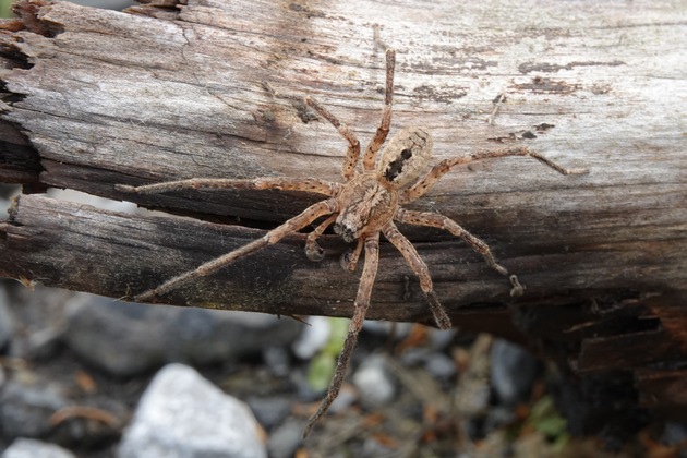 Erfolgreiches Citizen Science Projekt wird fortgesetzt und erweitert
