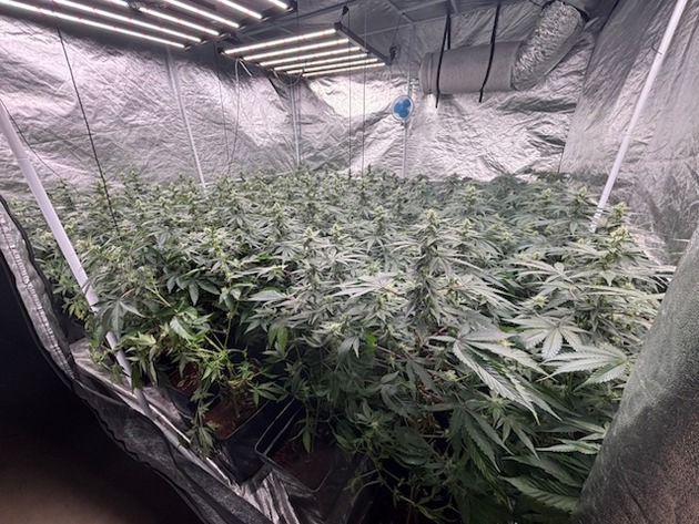 POL-HK: Walsrode: Brand am Amtsgericht; Soltau: Alkoholisiert mit Strauch und Hecke kollidiert; Munster: Cannabis-Indoor-Plantage (FOTO); Schneverdingen: Gefährdung durch Überholmanöver