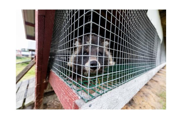 Un succès pour QUATRE PATTES : Madeleine renonce à vendre de la fourrure