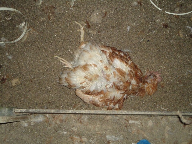 Les organisations de protection des animaux dénoncent de graves lacunes dans l'exécution de la législation sur le bien-être des animaux