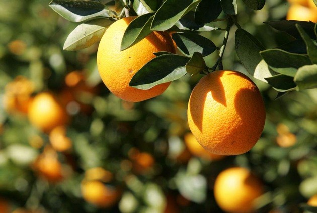 Orangen für Al Capone | Mixon Fruit Farms erinnern an das Good Old Florida