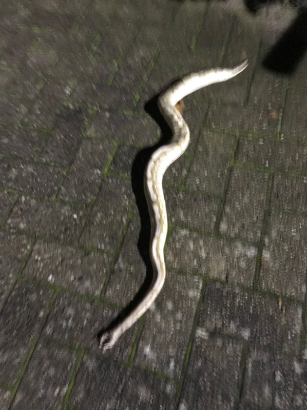 POL-CE: Nienhagen - Tote Würgeschlange im Garten gefunden