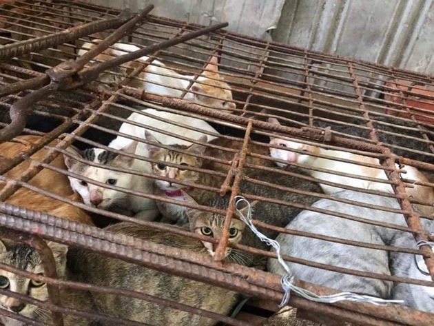 Spezialgericht &quot;Little Tiger&quot;: Der brutale Handel mit Katzenfleisch in Vietnam